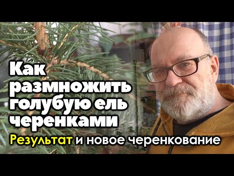 Размножение голубой ели черенками. Результат зимнего и новое, весеннее черенкование голубой ели.