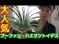 【植物紹介】ブーファン・ハエマントイデスを紹介してみた【希少】