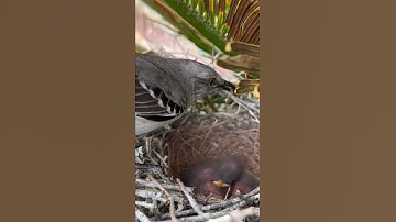 Mockingbird feeding babies!