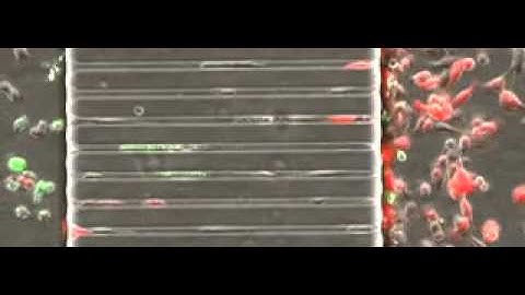 Cell-on-chip co-culture