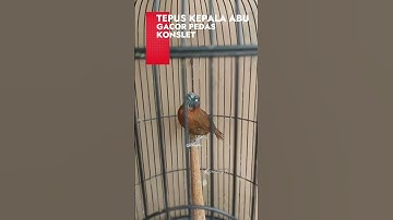 PANCINGAN TEPUS | TEPUS KEPALA ABU KONSLET | #tepuskepalaabu #masteranjernih #masteranburung