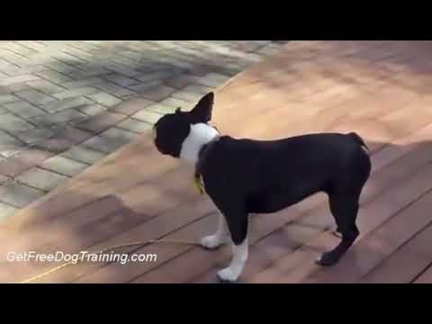 doggy-dan’s-online-dog-trainer---how-to-get-your-dog-to-stop-barking