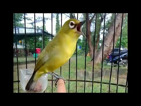 pleci nembak full kenarian wit wit sejalur syahdu buat masteran pleci bahan