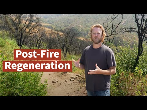 Fire Ecology: Post-Fire Regeneration