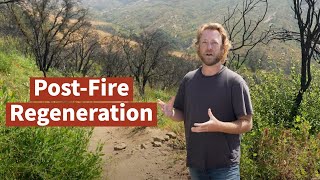 Fire Ecology: Post-Fire Regeneration