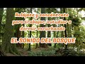 🌲 SONIDO del BOSQUE 🐦 ► RELAJANTE para TRABAJAR, ESTUDIAR o DORMIR [100% sonido real ♪♬♪]