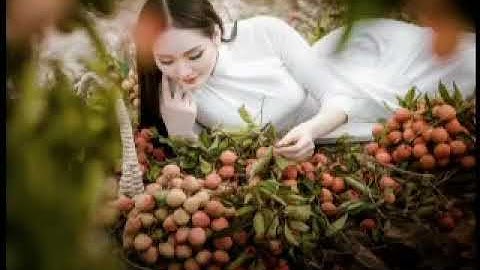 VẢI LỤC NGẠN BẮC GIANG QUÊ TÔI   Sáng Tác  Hải Anh Karaoke