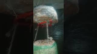 Ani Musroom Nai Bai Did