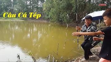 Cách câu cá tép, cá thiểu cực đơn giản và hiệu quả