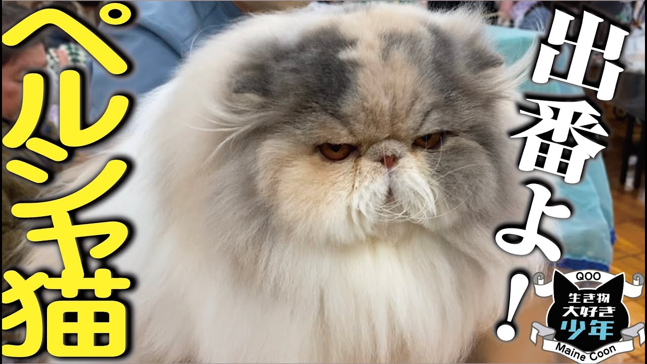 ペルシャ猫の魅力と特徴／優最も古い純血種猫／優雅でゴージャスな長毛