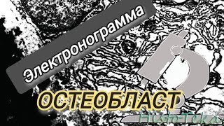 ОСТЕОБЛАСТ (электронограмма)