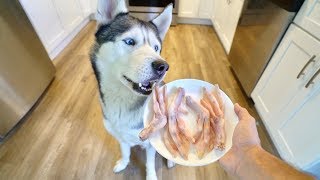 My Husky Tries Raw Duck Feet For the First Time..