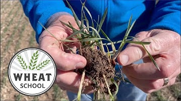 Wheat School: How early warm weather impacts the nitrogen strategy