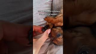 А вы знали? #dachshund #dog #такса #щеноктаксы #щенок #медвежонок #puppy