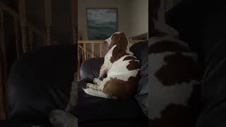 House Cow Watching TV Before Bed #bassethound #dog #hound