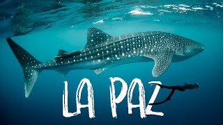 Swimming with WHALE SHARKS in La Paz, Mexico