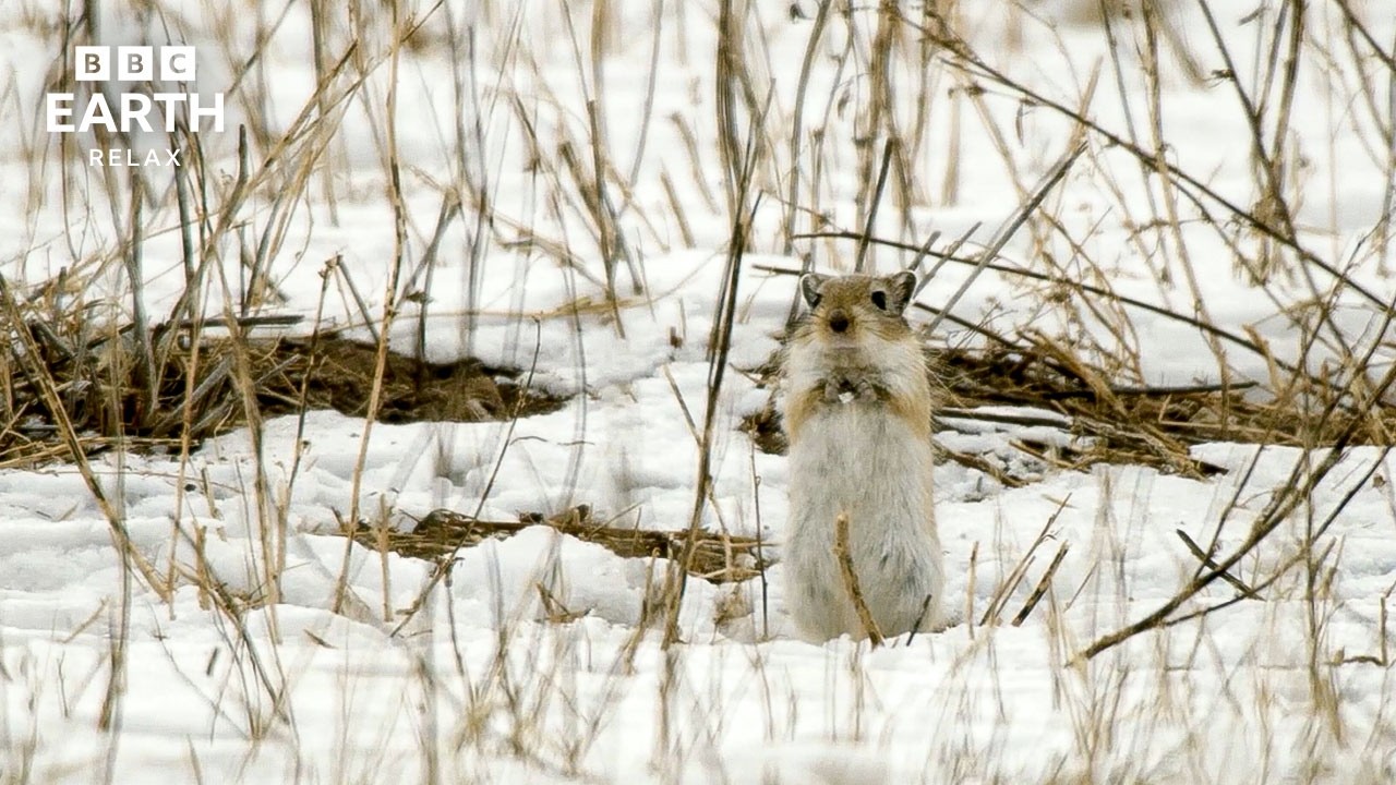 Winter Worlds | Peaceful Wildlife & Frozen Landscapes | BBC Earth Relax