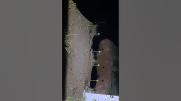 Bushmaster AR-15 target practice at night