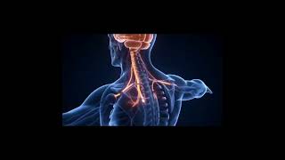 What Happens During a Panic Attack #HumanTheory #Anatomy #Physiology #HumanBody #Neuroscience#Shorts