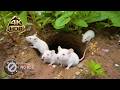 [NO ADS] CAT TV 🐭 100% Real Mice Movements - No AI Artifacts | 4K HDR 60FPS