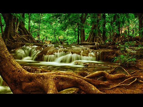 4 Minutes Nature Related Relaxing Music Video Nature Take Video Get Sleep Is Well DRONE SHOOT