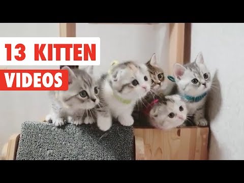 13-funny-kittens-|-funny-cat-video-compilation-2017
