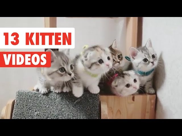 13 Funny Kittens | Funny Cat Video Compilation 2017