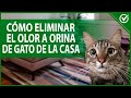 🐱 Cómo Eliminar el Olor a Orina de Gato - Quita el Olor a pis de tus Muebles 🐱🏠