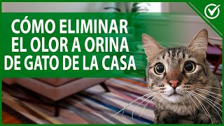 Cómo Eliminar el Olor a Orina de Gato  Quita el Olor a pis de tus Muebles