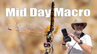Mid-Day Macro Photography   A Whole New Set of Challenges