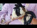 Is your guinea pig hiding a stone discover easy way to find out