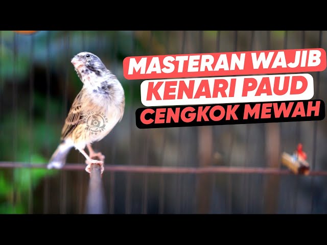 BLACKTHROAT GACOR SUARA JERNIH UNTUK MASTERAN KENARI #90 class=