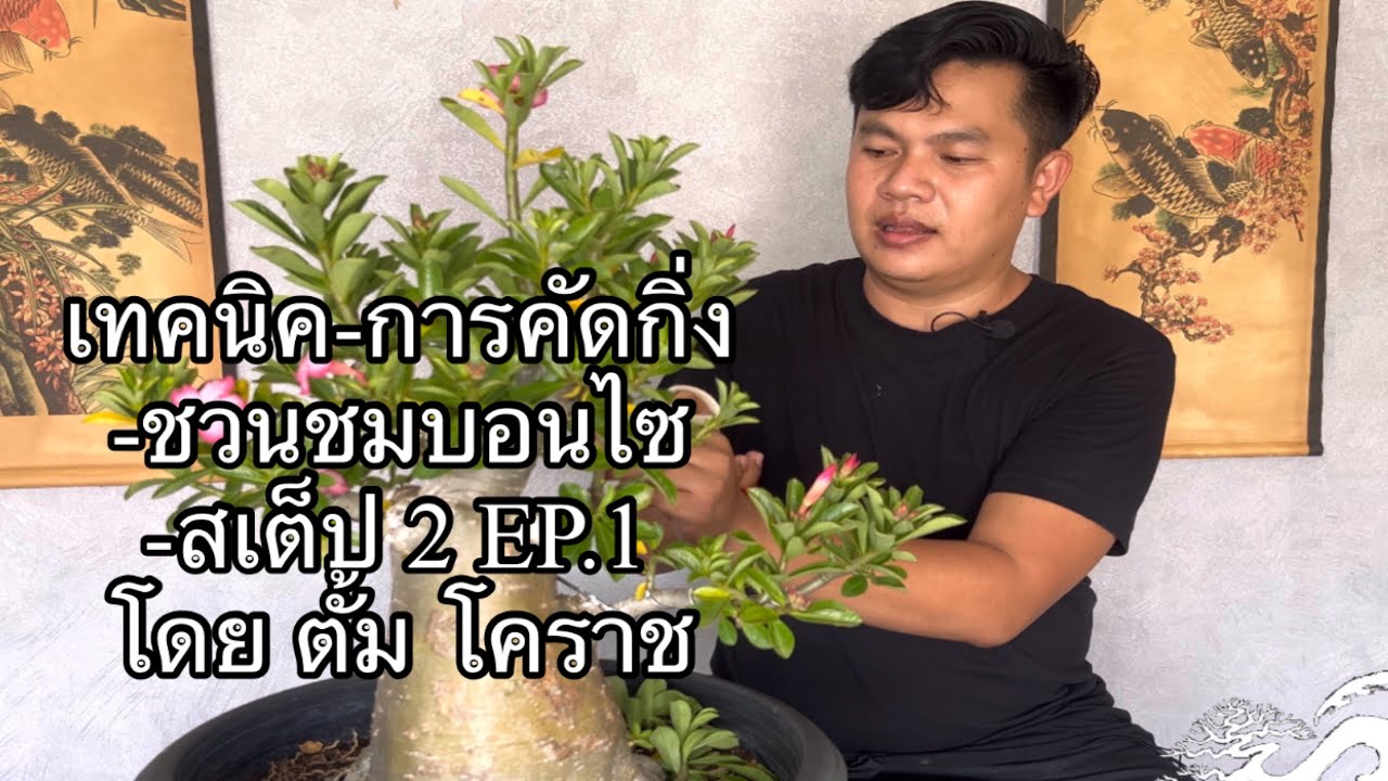 เทคนิค การคัดกิ่ง ชวนชมบอนไซ สเต็ป 2.