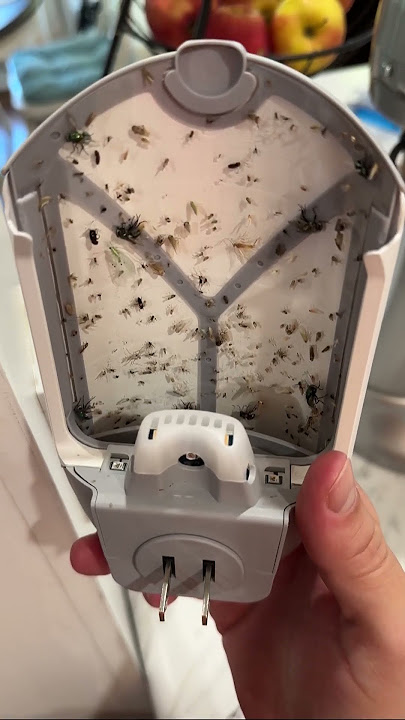 Get Rid of Gnats, Fruit Flies & Mosquitoes in Your House!