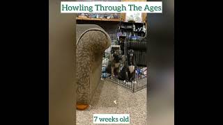 Irish Wolfhound Puppies learning to howl. by Gimme 5 Dog Training with Serendipity Sighthounds 102 views 1 year ago 2 minutes, 41 seconds