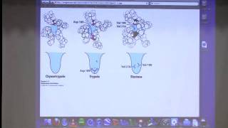 Kevin Ahern's Bite-Sized Biochemistry #13:  Catalytic Strategies II