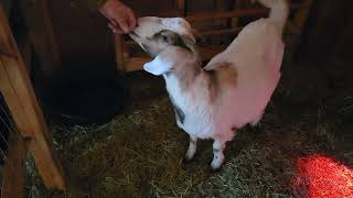 Switching Pens For Potential New Mama Goat by Tilly's Tiny Family Farm 196 views 3 weeks ago 1 minute, 29 seconds