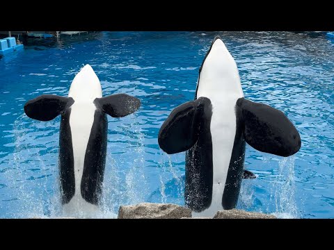 2024/04/30 シャチの公開トレーニング リン&アース編 【14:00の