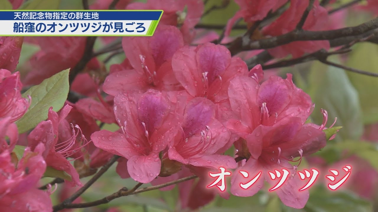船窪のオンツツジが見ごろ【テレビトクシマ】 - YouTube