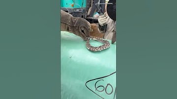 Rattlesnake West Texas Pipeline #pipeline #welding #westtexas #bluecollar #construction #welder