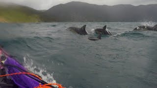 Paddling with dolphins in Queen Charlotte sound