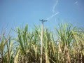Sugarcane Irrigation With Impact Sprinkler 5035 SD Of NaanDanJain