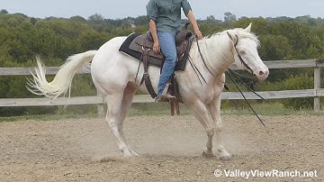 Mighty Shamroc Dzyn - Lead changes, spins, jog, lope, big stops! - ValleyViewRanch.net