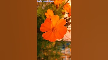 Surah Al-Falaq | By Sheikh Abdur-Rahman As-Sudais | Full With Arabic Text (HD) |سورة الفلق - 113