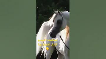 أجمل حصان في العالم بطل العالم الأسطورة حريري الشقب ابن الأسطورة مروان الشقب 