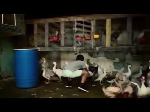 اغنية ديسابسيتو 