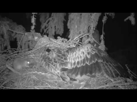 Courageous Dormouse stealing prey on Red Kite nest