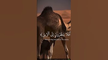 سورة النبأ كاملة //القارئ عبد الله احمد شعبان اكتب شيئ تؤجر عليه🤍