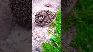 Смешной ёжик 😄/Funny hedgehog