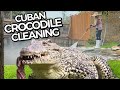 Cleaning a habitat with 3 cuban crocodiles
